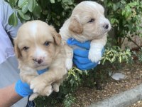 Maltipoo lokumcuklar