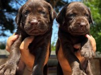 Labrador retriever
