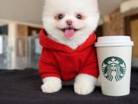 Pomeranian Yavru Gelmiştir