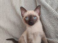 SİYAM KEDİSİ YAVRU