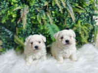 0 numara maltese terrier dişi ve erkek yavrularımız
