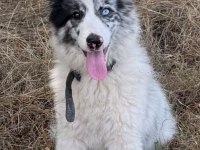 Dünyanın en zeki köpeği olan border collie