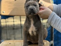 Geleceğin Devi Cane Corso Yavruları