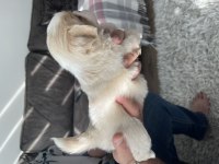 Minik pamuk pekinezler