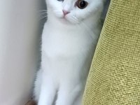 Malzemelerle gözleri çift renk beyaz kedimiz
