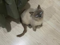British shorthair paşa yeni yuvasını arıyor