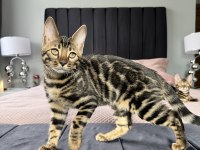 Show Class Brown Bengal Yavrular
