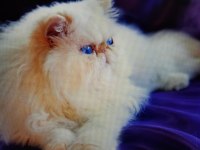 HİMALAYAN-PERSİAN CREAM POİNT 1 YARIŞMA KEDİSİ