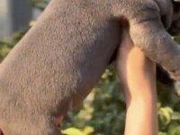 CANE CORSO BLUE
