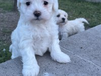 Safkan Maltese Terrier Yavrularımız Hazır