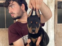 Üst Kalite Doberman Yavruları