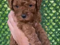 KORE ERKEK TOO POODLE YAVRUMUZ