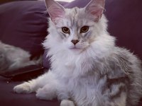 Yalnızca ömürlük tecrübeli ailelere safkan maine coon