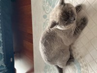 1 yaşında british shorthair