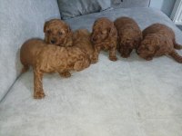 SEVİMLİ TÜY YUMAKLARI POODLE