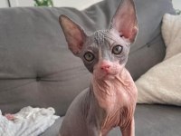 Sphynx kitten pet consultant listing