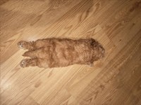 Sevgi dolu bir yuva arıyoruz köpeğimize