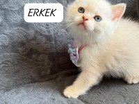 BRİTİSH SHORTHAİR PAŞAM UYGUNA VERİLECEK