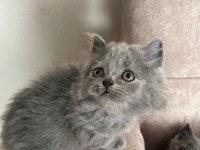 British shorthair kedimiz