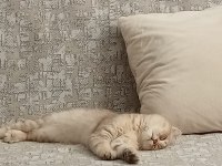 7 aylık oyun canlısı scottish fold