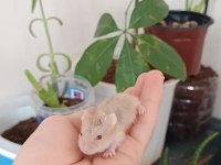 Gonza hamster bebeklerim yeni yuvasını bekliyor