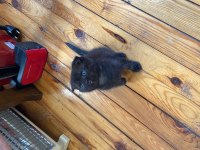 British shorthair kedisi dişi