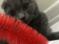 4 Yaşında Scottish Fold (Kısırlaştırılmış)