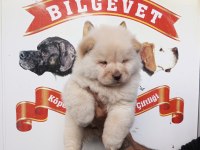 Chow chow bebek köpeklerimiz