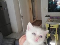Bursa içi british longhair yavrular