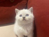 British shorthair yavrular