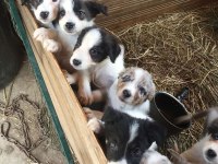 Border collie bebekler teslime hazır