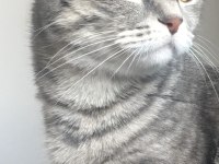 Ücretsiz sahiplendirilecek scottish fold