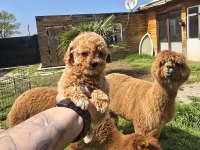 Sağlıklı Maltipoo Bebekler