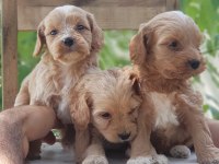 Show kalitede Cockapoo Yavrular