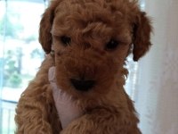 Kaliteli orjinal toy poodle yavrularımız