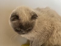 1 Yaşında Scottish Fold Miniğimize