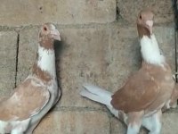 Sarı alaca beyaz kuyruk güvercin