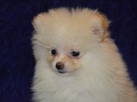 Pomeranian boo erkeğimiz