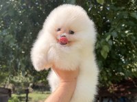ZIRVE DİŞİ POMERANİAN BOO EN İYİSİNİ İSTEYENLERE
