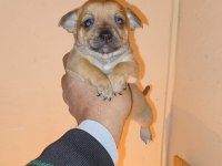 Pinscher yavrumuz