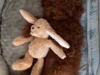 TOY POODLE 