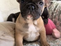 French bulldog bebekler