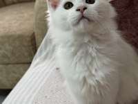 KAR BEYAZI BİR GÜZELLİK MAİNE COON