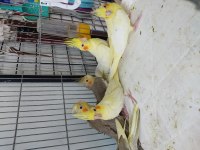45-50 günlük bebek sultanlar ısırma bilmez
