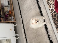 Pomeranian boo köpeğimiz