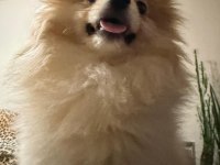 Pomeranian boo 7 aylık dişi