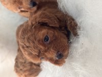 OYUNCAK GİBİ POODLE BEBEKLER