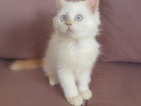Minik Şaşkın İran Kedisi