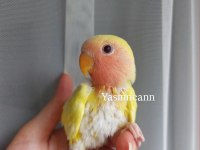 Yavru Sevda Papağanı