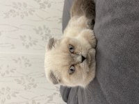 Russian blue 4 aylıktır